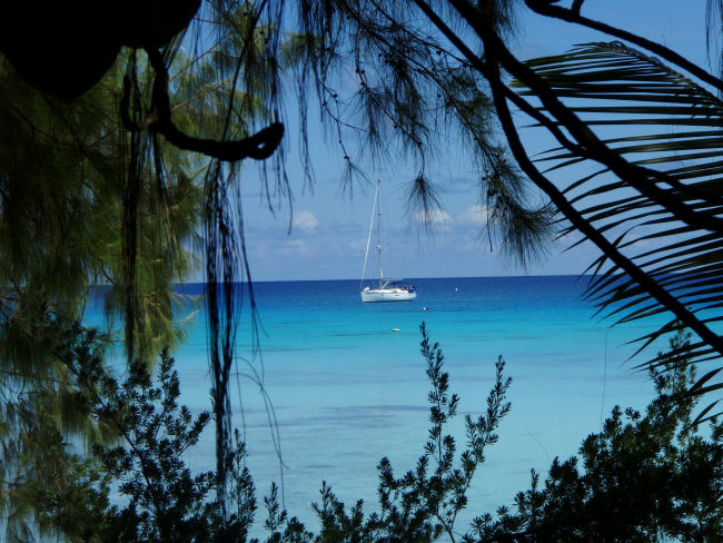 Jackal at Anchor of Six Passengers Dive