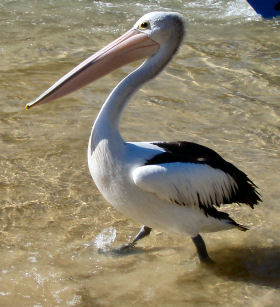 pelican.jpg